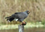 Snail Kite, male