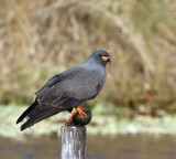 Snail Kite, male