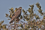 Snail Kite,male