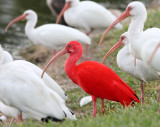 Ibis, Scarlet, Fort Myers beach area