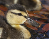Mallard chick