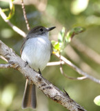 La Sagra's Flycatcher