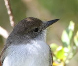La Sagra Flycatcher head shot cropped