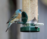  Lazuli Bunting