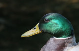 Mallard Duck