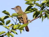  Great Crested Fltcatcher