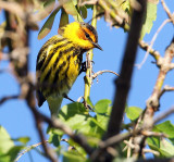  Cape May Warbler