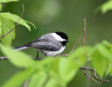Black-capped Chickdee