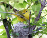 Yellow Warbler checking the nest