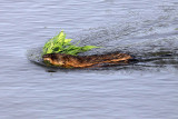 MaGee Marsh Muskrat.