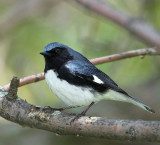  Black-throated Blue Warbler