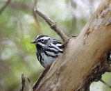 Lunch time, female Black & White Warbler