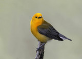 Prothonotary Warbler, MaGee Marsh, Ohio