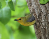 Female Prothonotary Warbler coming out of the nesting hole