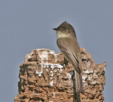 Eastern Phoebe, 11-10-2007 Blue Heron wetlands