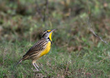  Meadowlark, Eastern