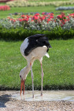 Schnbrunn Palace