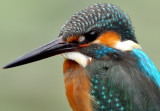 Kingfisher 2010