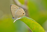 spotted_angle_butterfly