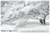 Winter White Lace