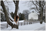 20100206-576_SnowW.jpg