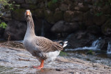 Oie Cendre - Greylag Goose - Anser Anser