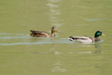 Canard Colvert - Mallard -Anas platyrhynchos