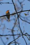 Rougegorge -European Robin -Erithacus rubecula