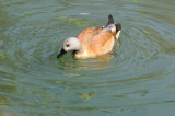 Tadorne Casarca - Ruddy Shelduck - Tadorna Ferruginea