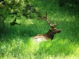 Male Elk