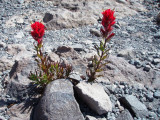 Red Paintbrushes