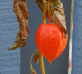 Chinese Lantern