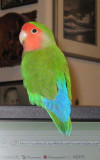 Peachy on my computer