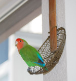 Peachy On Strainer In Window