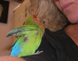  Peachy looking up at Mom