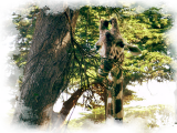 Giraffemasked.png