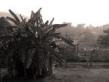 Pokok Pisang