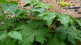 Tetrapanax Papyrifera