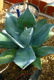 Agave Ovatifolia 08/08