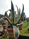 Agave Americana marginata