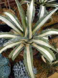 Agave Americana medio picta