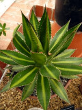 Agave Lophantha hybrid