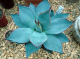 Agave Parryi v. Chihuahua