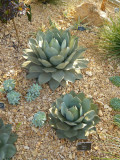 Agave Parryi at Wisley