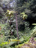 Cyathea Cooperi