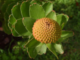 Protea flower bud