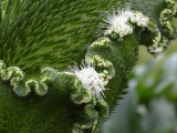 Echium flower detail