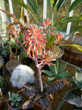 Aloe Zebrina flower spike