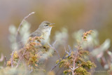 Willow Warbler / Phylloscopus trochilus / Lvsngare