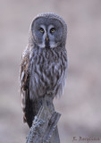 Great Grey Owl / Strix nebulosa / Lappuggla
